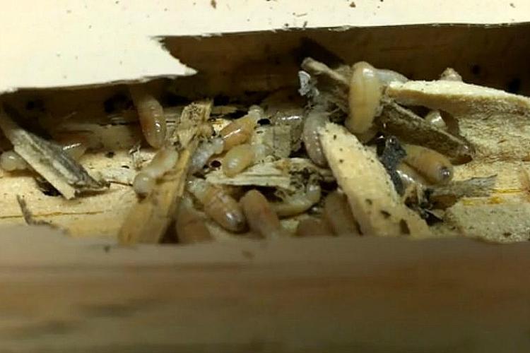 Picture of Thrasher Termite & Pest Control stops termite damage to wood structures. - Thrasher Termite & Pest Control, Inc.