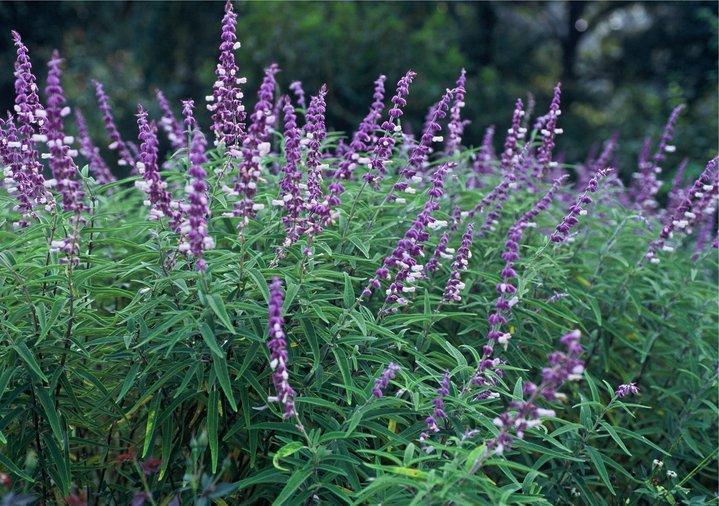 Picture of Mexican salvia in full bloom in a garden created by Gardens of the Wine Country - Gardens of the Wine Country Inc.