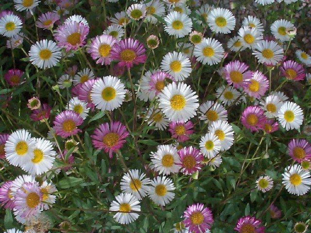 Picture of Shasta daisies in a garden created by Gardens of the Wine Country - Gardens of the Wine Country Inc.