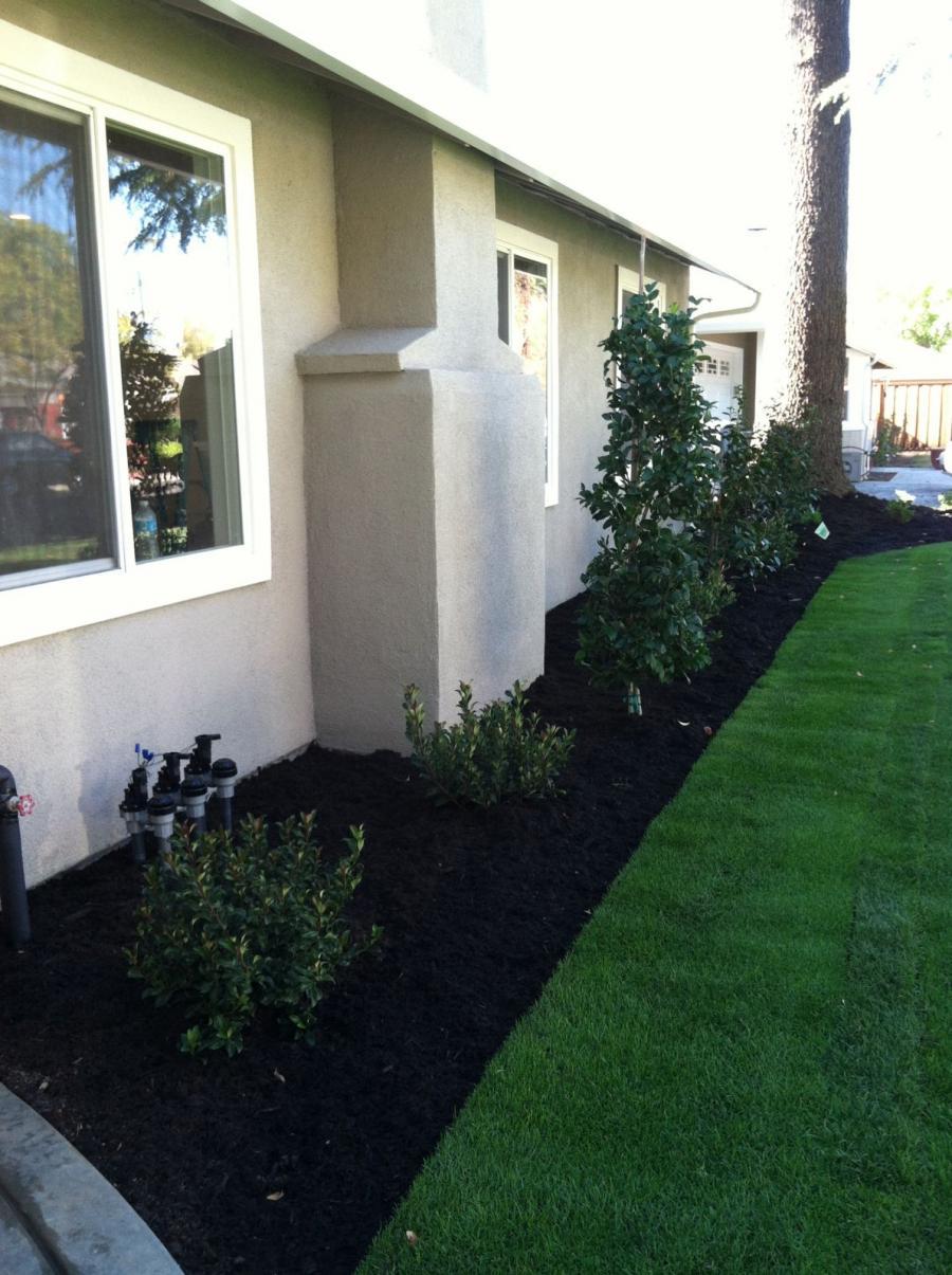Picture of Devengenzo Landscaping & General Engineering installed this sod lawn with Rhaphiolepis and Ligustrum Texanum plantings. - Devengenzo Landscaping & General Engineering Inc.