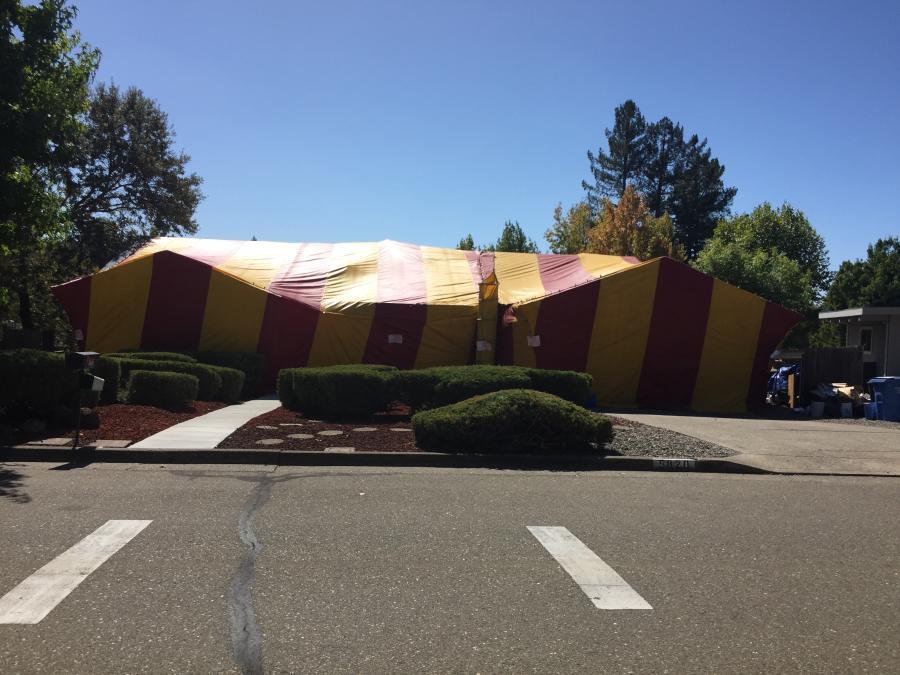 Picture of Redwood Empire Termite & Pest Control used the tarp fumigation method to treat this drywood termite-infested home in Santa Rosa. - Redwood Empire Termite & Pest Control