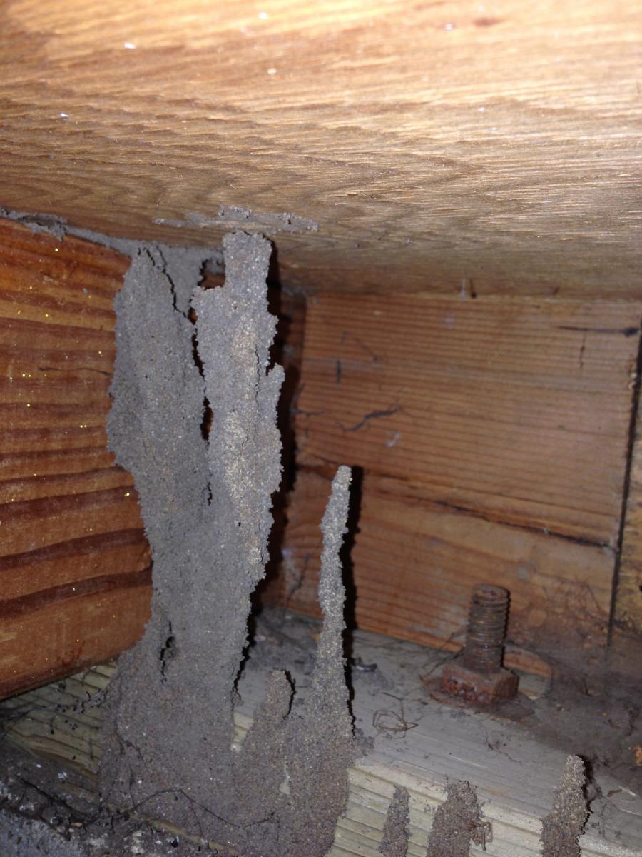 Picture of Redwood Empire Termite & Pest Control - Redwood Empire Termite & Pest Control