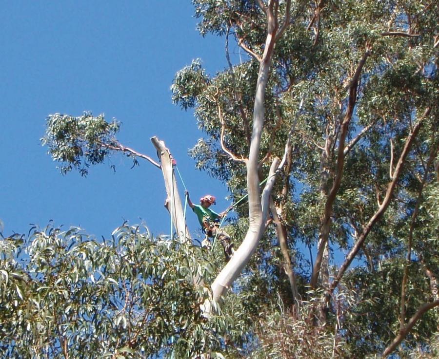 Picture of Owner James Cairnes works on a client's eucalyptus tree. - World Tree Service, Inc.