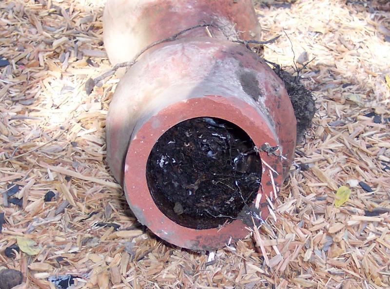 Picture of A sewer pipe clogged by roots - Smart Plumbers Inc.