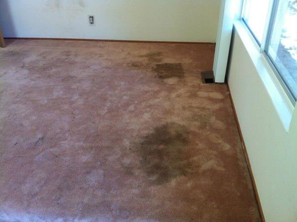 Picture of JC Carpet & Upholstery Cleaning - JC Carpet & Upholstery Cleaning, Inc.