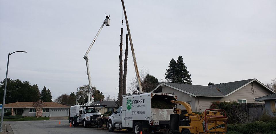 Picture of Forest Tree Services Inc. - Forest Tree Services Inc.