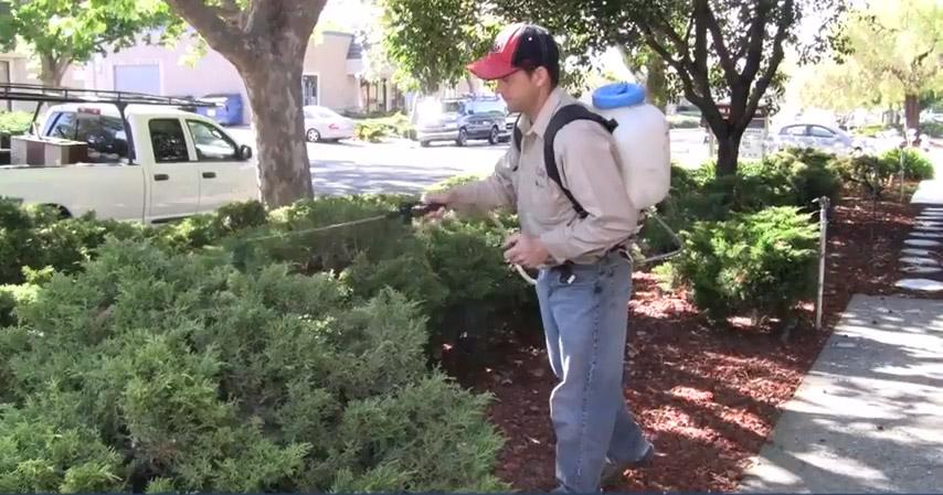 Picture of An ATCO Pest Control technician applies a spray treatment to a client’s bushes. - ATCO Pest Control