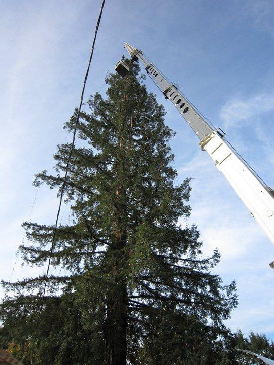 Picture of West Valley Arborists Inc. - West Valley Arborists, Inc.