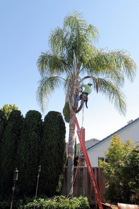 Picture of West Valley Arborists Inc. - West Valley Arborists, Inc.
