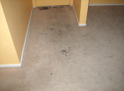 Picture of Before - Maximum Carpet Cleaning