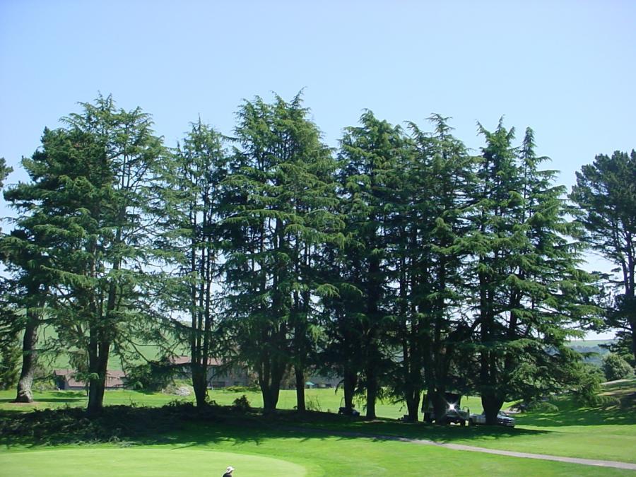 Picture of Horticultural Services performed crown restoration on these cedar trees at Mira Vista Golf & Country Club in El Cerrito. - Horticultural Services Ltd