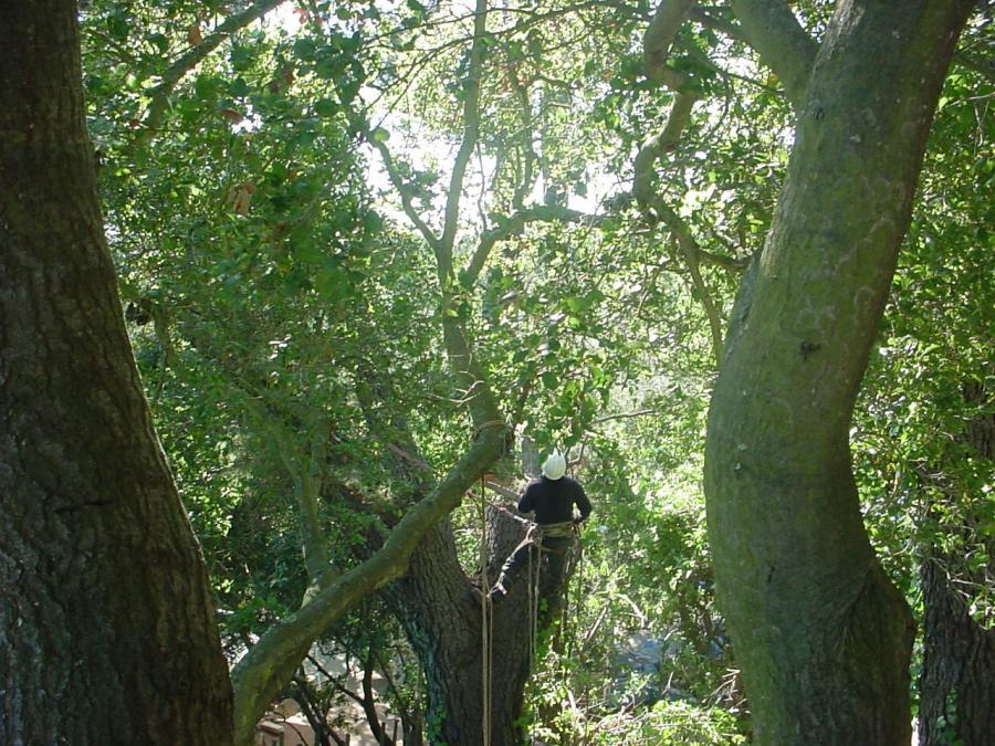 Picture of A Horticultural Services technician prunes an oak tree at Orinda Country Club. - Horticultural Services Ltd