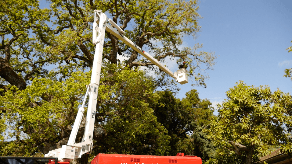 Picture of A West Valley Arborists technician works on a customer's tree from an aerial lift. - West Valley Arborists, Inc.