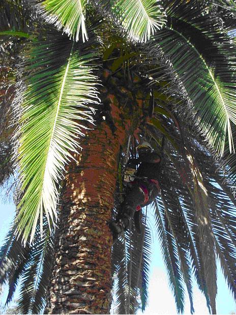 Picture of A Horticultural Services technician prunes and shapes a palm tree. - Horticultural Services Ltd