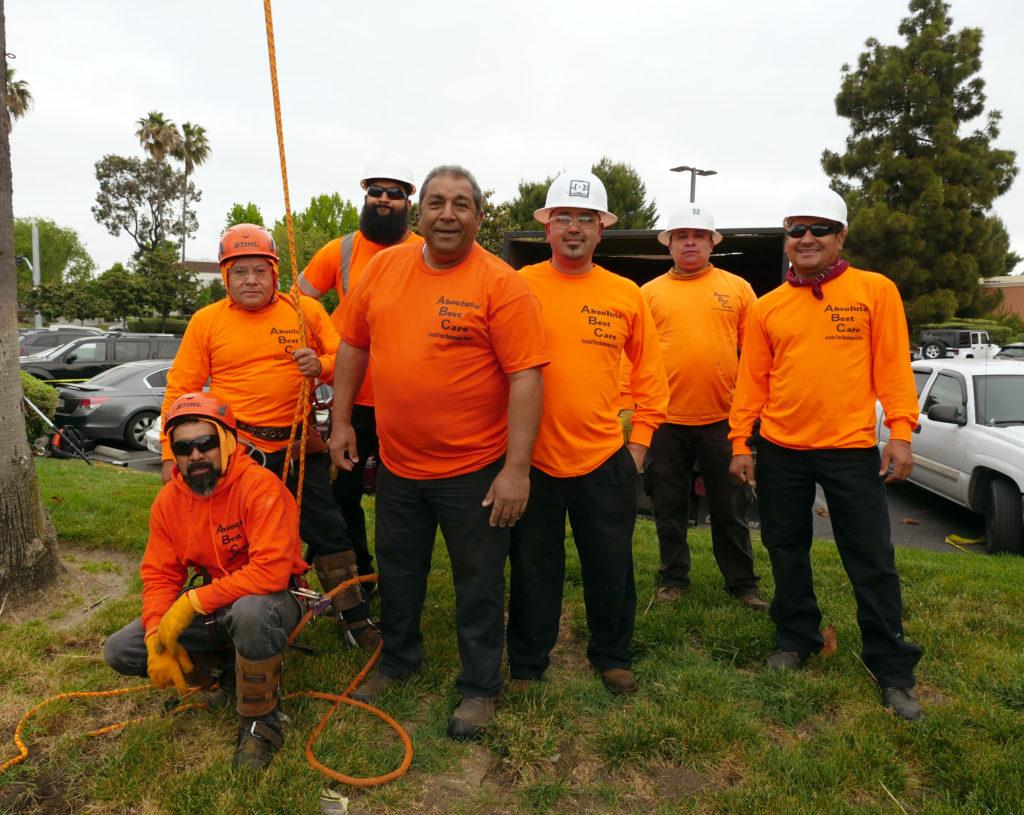 Picture of Absolute Best Care's staff takes a customer-oriented approach to tree work. - Absolute Best Care