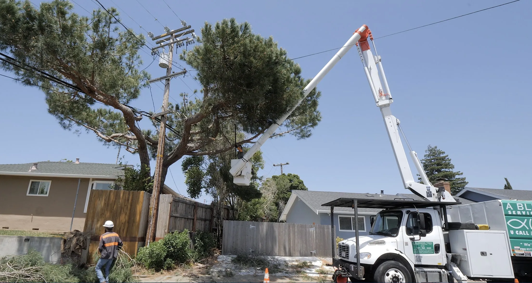Worker in a bucket lift trims a pine tree near power lines, with a truck labeled "A Blessing Tree Service" parked nearby. Worker in a bucket lift trims a pine tree near power lines, with a truck labeled "A Blessing Tree Service" parked nearby.