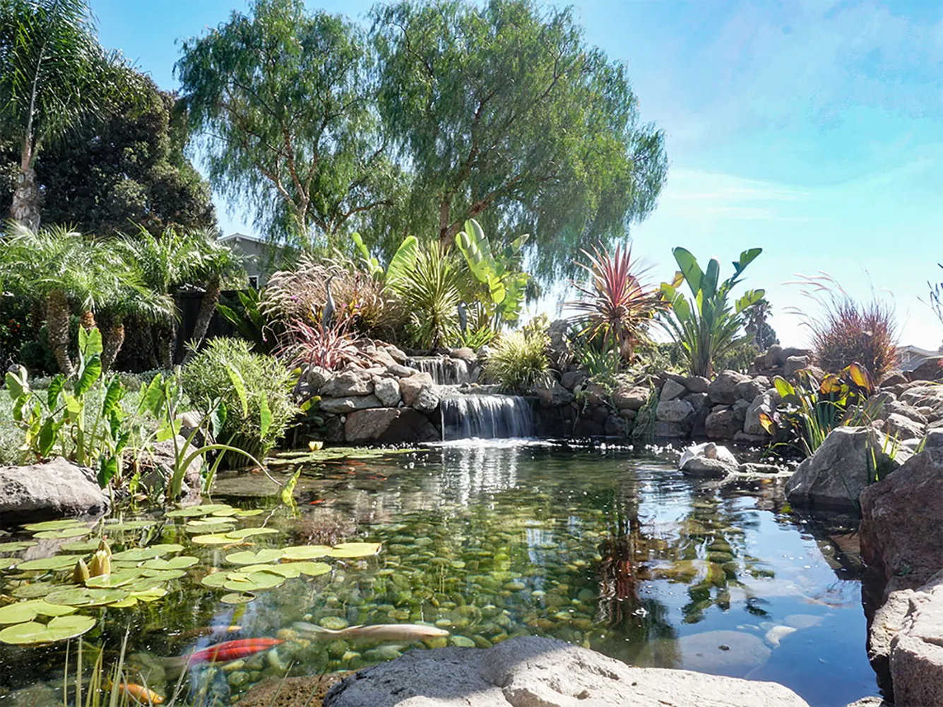 Koi pond with waterfall, surrounded by rocks, plants, and trees under a clear blue sky. Koi pond with waterfall, surrounded by rocks, plants, and trees under a clear blue sky.
