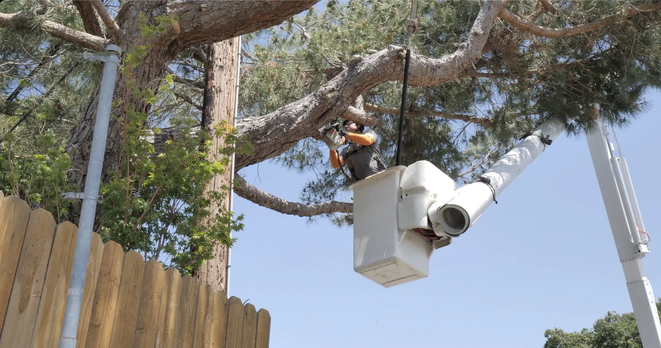 Picture of Amidst the serene canopy, a skilled arborist from A Blessing Tree Service carefully prunes branches, ensuring the health and safety of the towering pine. The company focuses on quality outcomes, earning them top ratings for expertise and service. Copyright ©2025 Diamond Certified Resource

 - A Blessing Tree Service