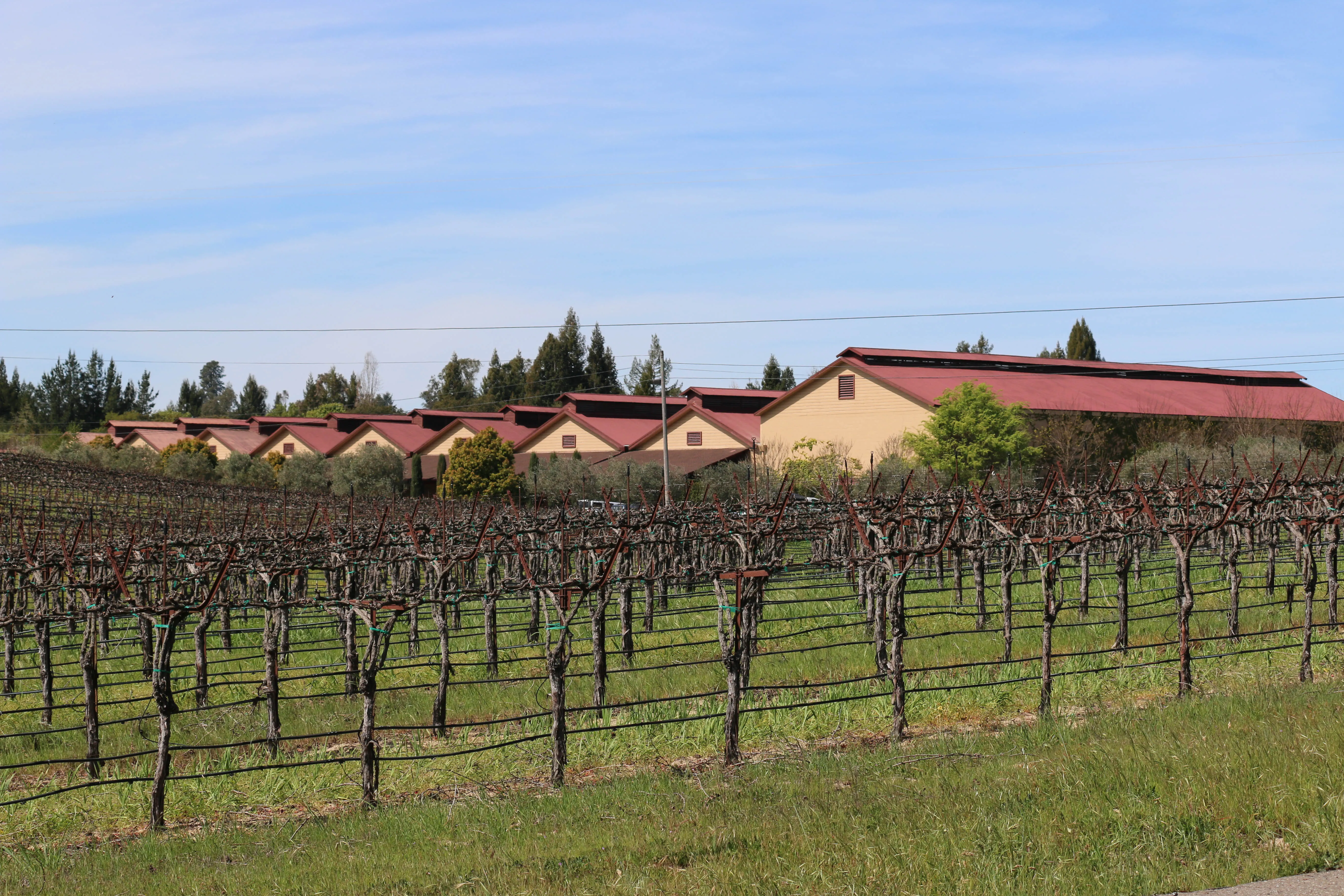 Picture of A row of vineyards stretches toward a series of buildings, their red roofs mirroring the dormant vines below. Sterling Roofing Co., Inc. ensures durability in every project, earning them Diamond Certified for their quality outcomes. Copyright ©2025 Diamond Certified Resource - Sterling Roofing Co., Inc.