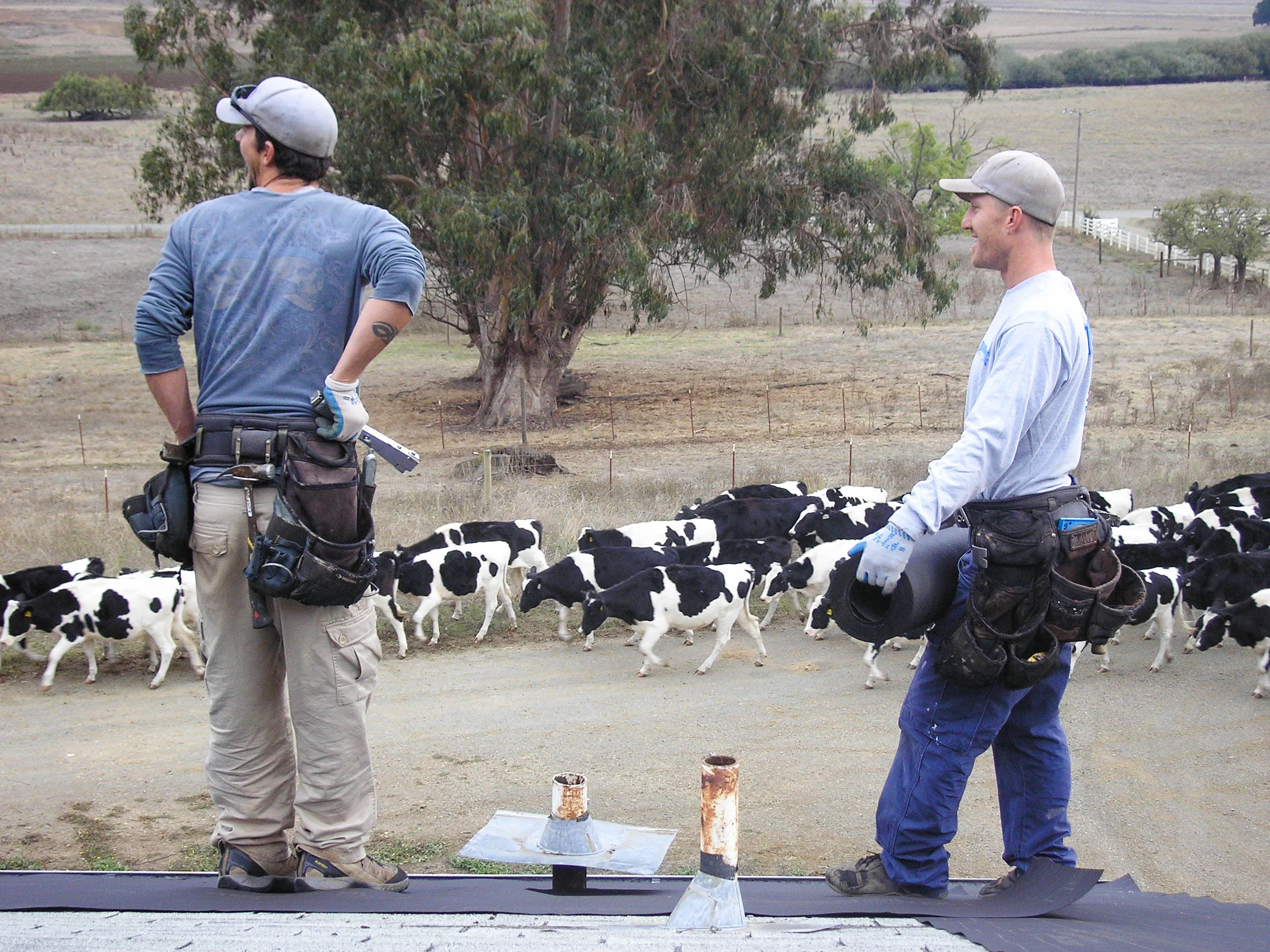 Picture of Two roofers from Sterling Roofing Co., Inc. take a moment to observe a herd of cows passing by, highlighting the serene rural environment where they work. The company is recognized for expertise and quality in roofing solutions. Copyright ©2025 Diamond Certified Resource

 - Sterling Roofing Co., Inc.