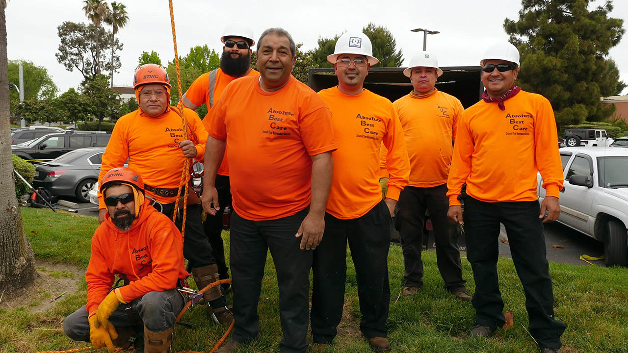 Contra Costa County Tree Service Companies | Diamond Certified