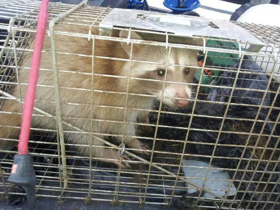  A raccoon inside a metal trap cage, placed on a surface with surrounding tools and equipment.