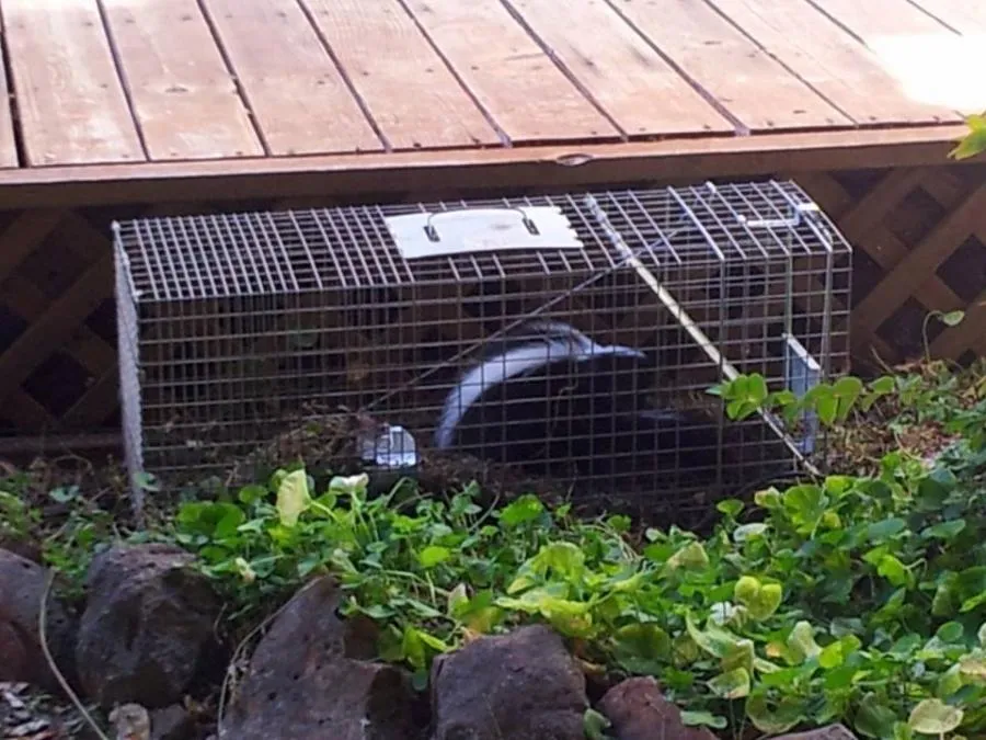  A skunk is seen inside a wire trap placed under a wooden deck surrounded by rocks and greenery.