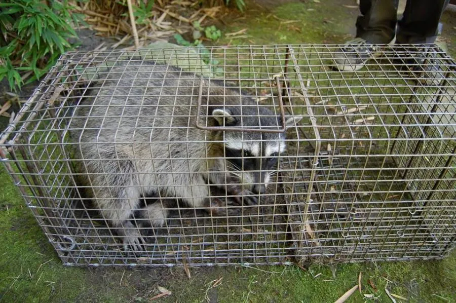  A raccoon inside a metal cage set on a mossy ground, with part of a person's leg visible next to the trap.
