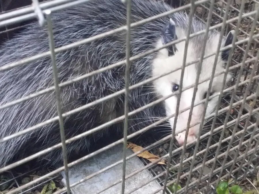  An opossum inside a metal cage, surrounded by leaves and grass.