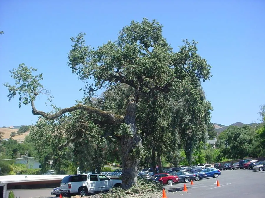  Large tree with sprawling branches in a parking lot, surrounded by cars and traffic cones, under a clear blue sky.