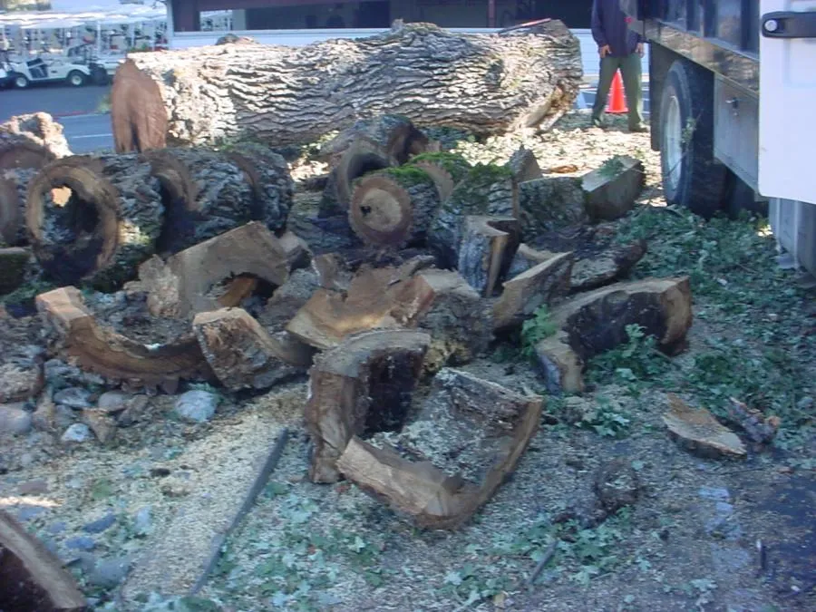 Several large tree logs and wood pieces are scattered on the ground beside a work truck. A person stands near orange cones in the background.