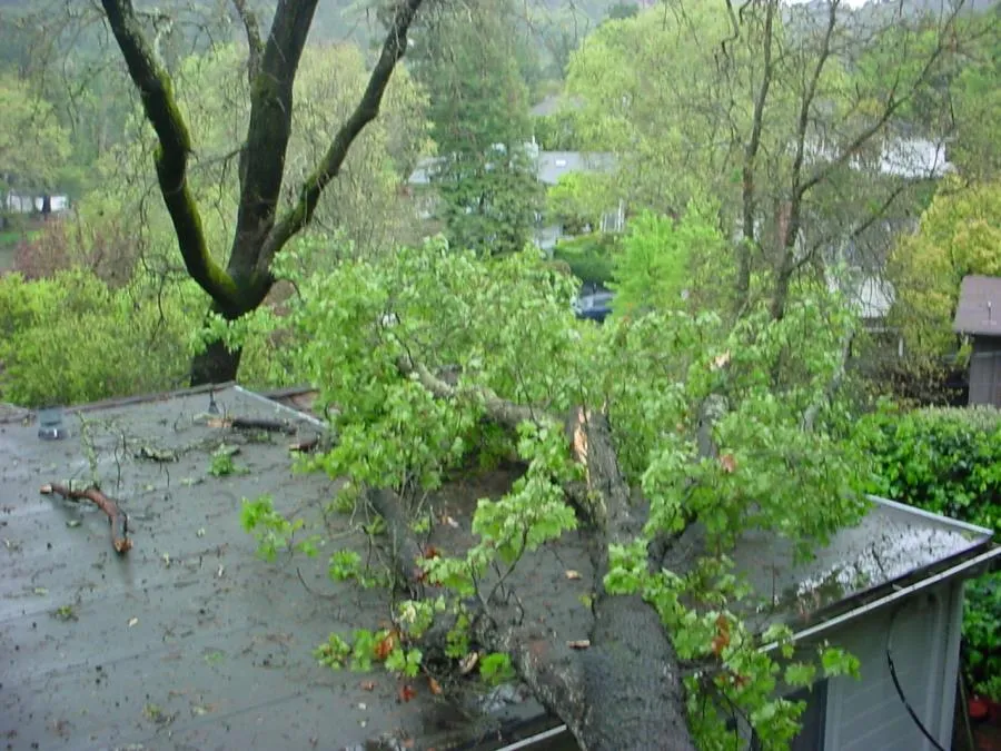  A large tree branch has fallen on a house roof surrounded by greenery and neighboring houses.