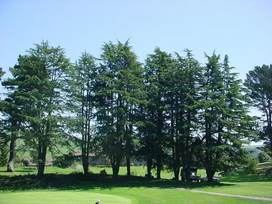  Evergreen trees line a golf course with a clear sky above. A small vehicle is partially visible behind the trees on the right, and a golfer is on the green in the foreground.