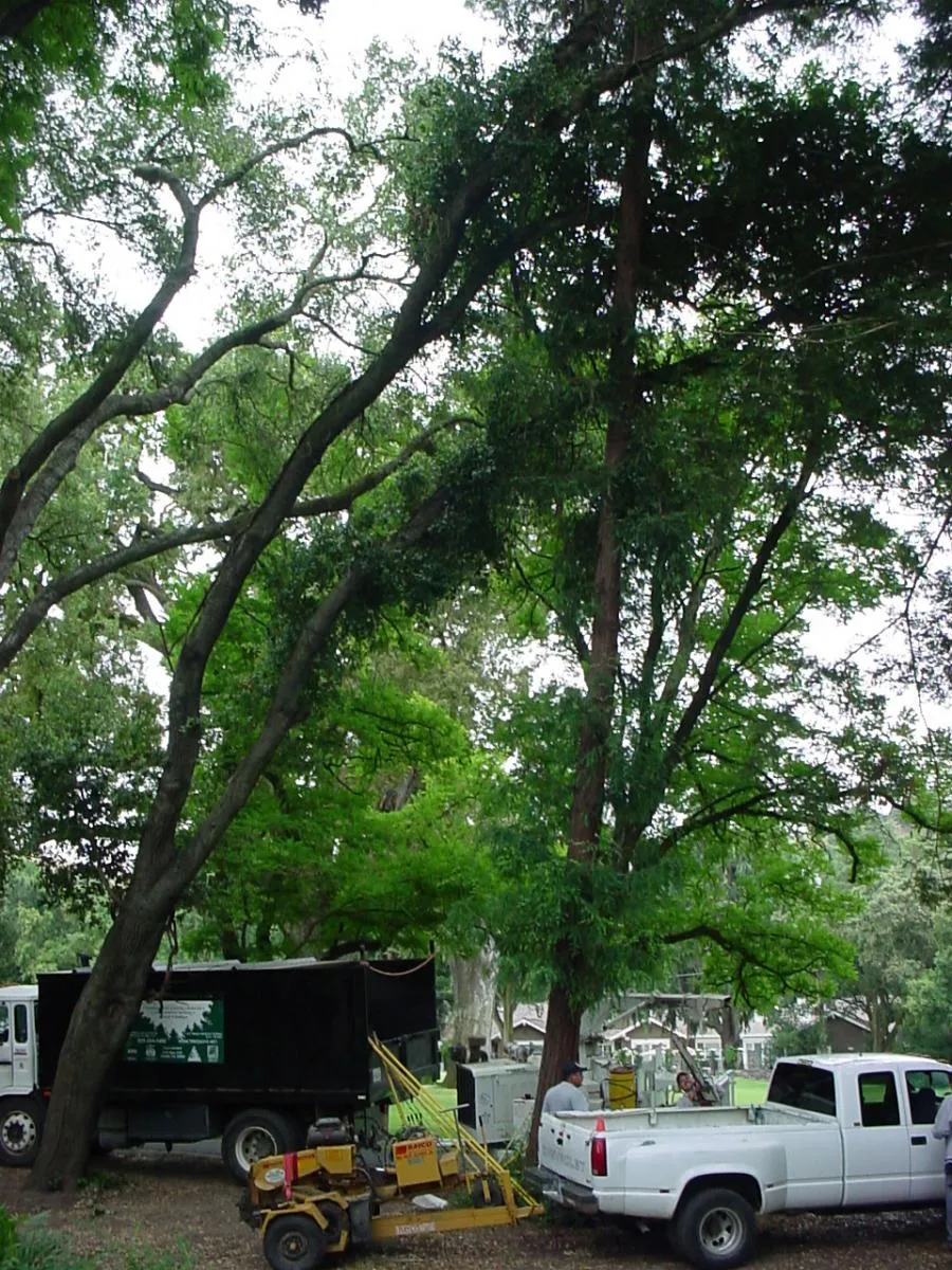  White pickup and tree maintenance equipment under large trees, positioned near two trucks, with personnel preparing the area.