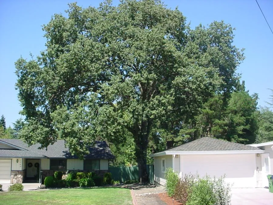  Large oak tree in a residential yard, positioned between a house and a garage, with well-maintained greenery and a clear sky.