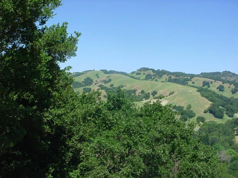 View of rolling green hills and dense trees under a clear blue sky, showcasing a lush natural landscape.