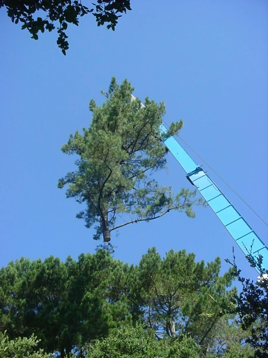  A crane lifts a large tree over a forest, set against a clear blue sky.