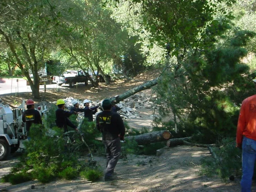  Workers in helmets handling fallen trees in a wooded area with trucks and equipment nearby.