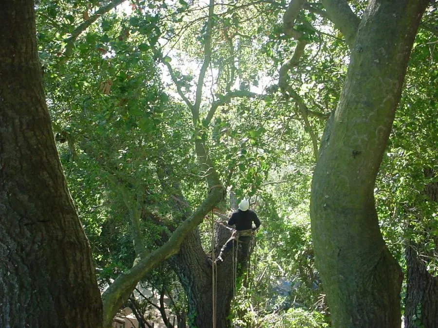  Worker with safety gear standing on a tree branch, surrounded by dense foliage and ropes.