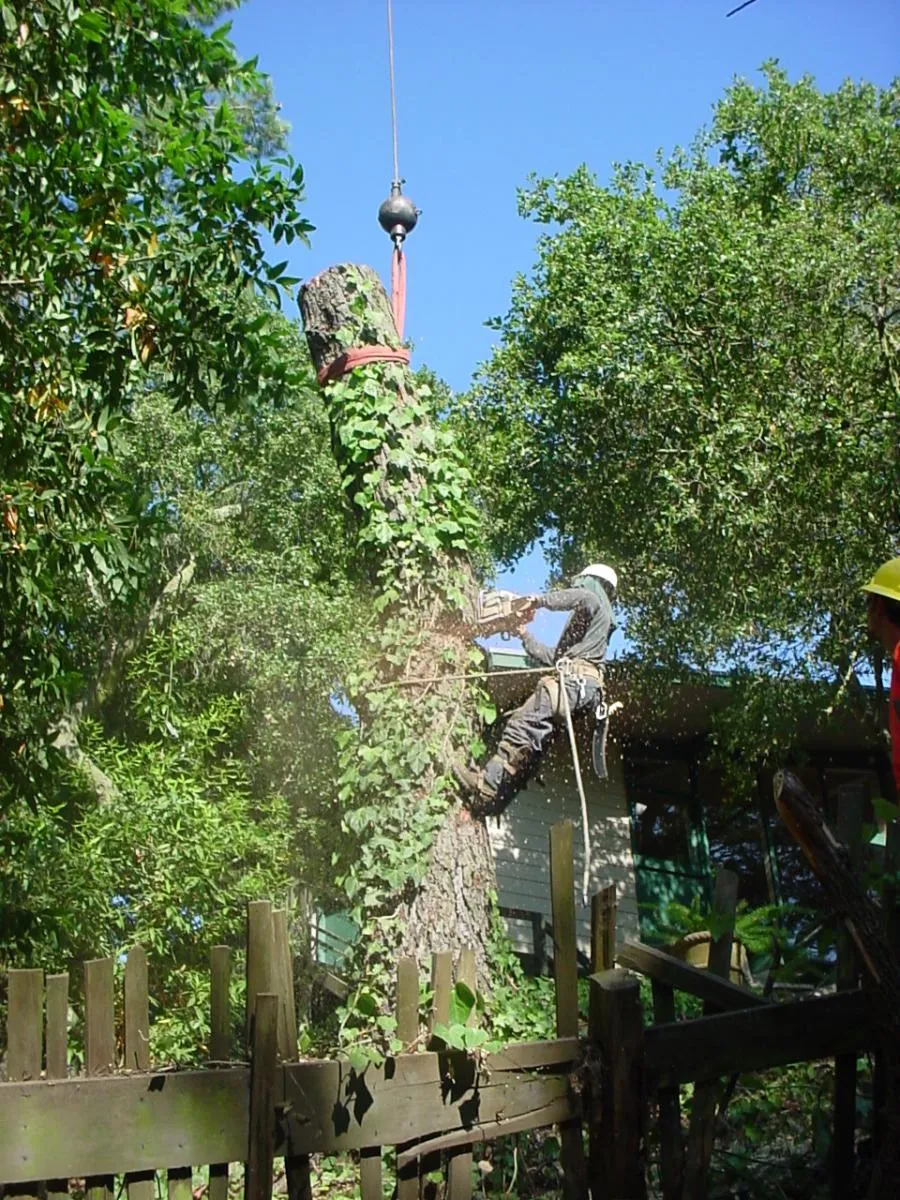  Arborist using a chainsaw to cut an ivy-covered tree trunk, secured by a crane, with a wooden fence and greenery in the background.