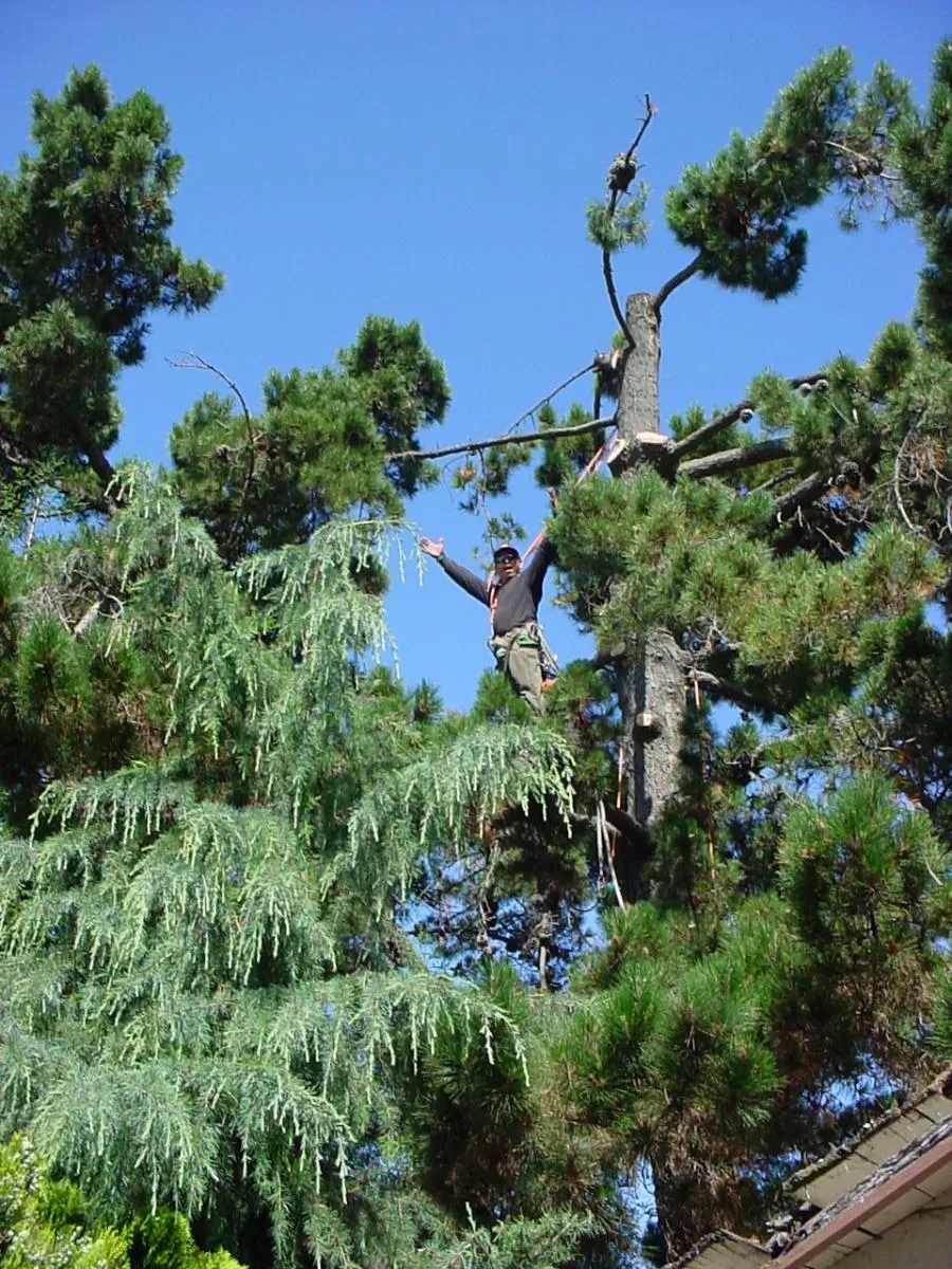  An arborist standing high in a tree, equipped with safety gear, surrounded by green branches under a clear blue sky.