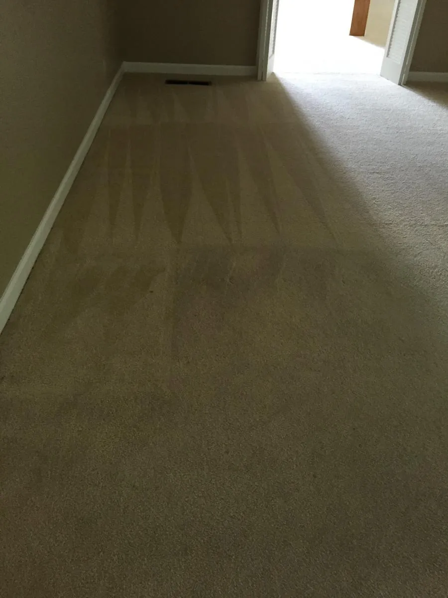 Picture of Sunlight gently illuminates the freshly cleaned carpet, showcasing Maximum Carpet Cleaning's commitment to quality outcomes. Their expertise shines brightly, as evidenced by high customer satisfaction ratings. Copyright ©2025 Diamond Certified Resource

 - Maximum Carpet Cleaning