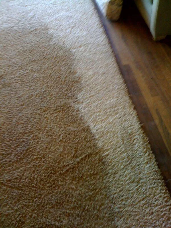 Picture of  A visible contrast highlights the transformative power of North Coast Carpet Care, Inc.'s expertise. Known for scoring Highest in Quality and Helpful Expertise, they deliver impeccable results. Copyright ©2025 Diamond Certified Resource.

 - North Coast Carpet Care, Inc.