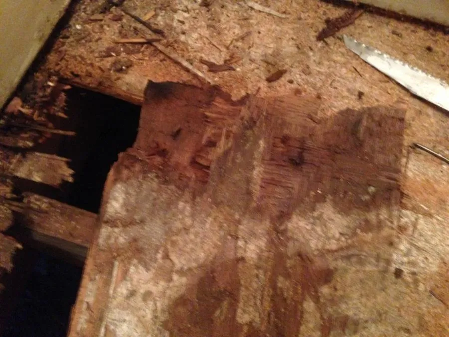 Picture of A close-up of damaged wood reveals the silent destruction beneath. Redwood Empire Termite & Pest Control addresses such hidden threats with expertise, consistently achieving a Highest in Quality rating. Copyright ©2025 Diamond Certified Resource

 - Redwood Empire Termite & Pest Control