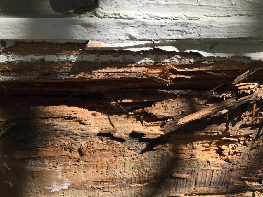 Picture of Peeling paint reveals significant termite damage, a stark reminder of nature's persistent force. Redwood Empire Termite & Pest Control steps in with expertise, focusing on quality outcomes. Copyright ©2025 Diamond Certified Resource

 - Redwood Empire Termite & Pest Control