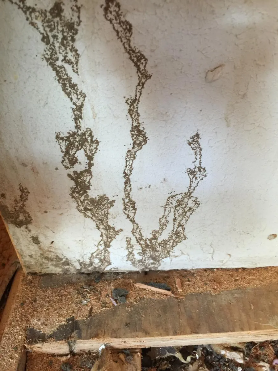 Picture of Intricate termite trails meander across a wooden surface, revealing hidden damage beneath. Redwood Empire Termite & Pest Control applies its top-rated quality to resolve such infestations effectively. Copyright ©2025 Diamond Certified Resource

 - Redwood Empire Termite & Pest Control