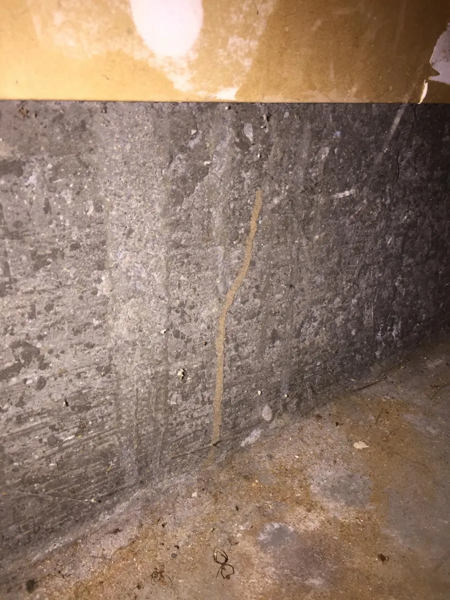 Picture of A solitary termite tube clings to the concrete wall, a subtle reminder of nature's persistent encroachment. Redwood Empire Termite & Pest Control focuses on quality outcomes to protect your home. Copyright ©2025 Diamond Certified Resource

 - Redwood Empire Termite & Pest Control