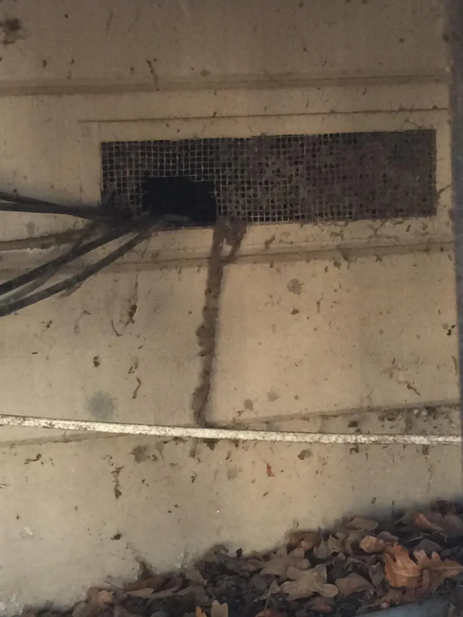 Picture of A termite mud tube trails up a building's foundation, indicating unseen damage. Redwood Empire Termite & Pest Control, recognized for expertise and quality, addresses such hidden threats with precision. Copyright ©2025 Diamond Certified Resource

 - Redwood Empire Termite & Pest Control