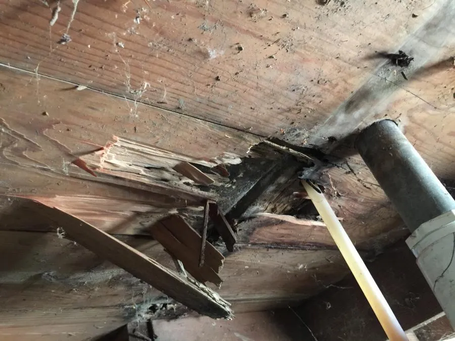 Picture of In a quiet corner of a wooden structure, significant termite damage tells a story of persistent threats. Redwood Empire Termite & Pest Control expertly addresses such challenges, focusing on quality outcomes. Copyright ©2025 Diamond Certified Resource - Redwood Empire Termite & Pest Control