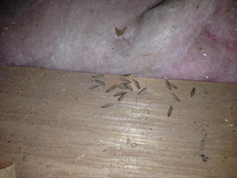 Picture of A scattered collection of discarded termite wings lies on a wooden beamâ€”a silent signal of infestation tackled expertly by Redwood Empire Termite & Pest Control, known for their focus on quality outcomes. Copyright ©2025 Diamond Certified Resource

 - Redwood Empire Termite & Pest Control
